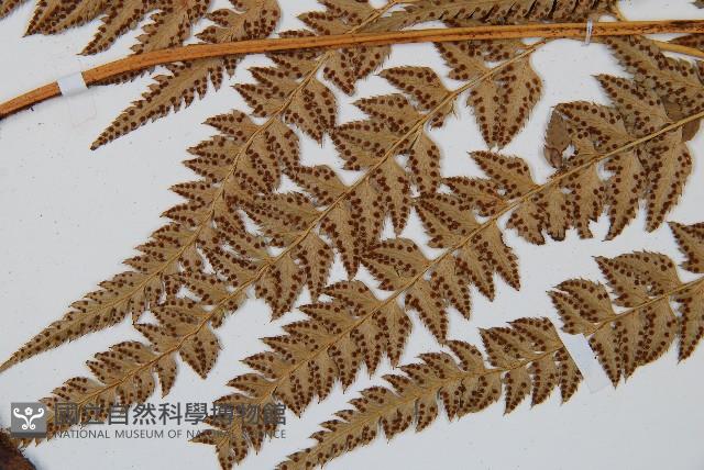 中華複葉耳蕨藏品圖，第3張