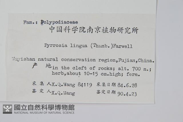 石葦藏品圖，第2張