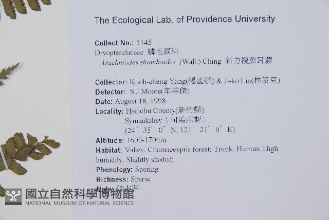 斜方複葉耳蕨藏品圖，第2張