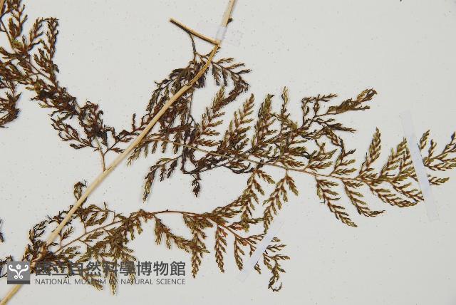 雨蕨藏品圖，第3張