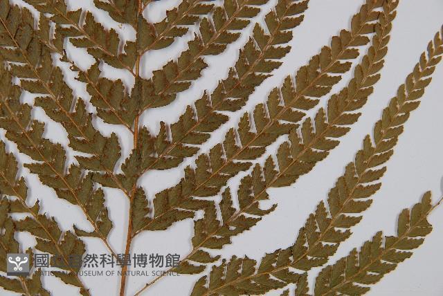 粗毛鱗蓋蕨藏品圖，第3張