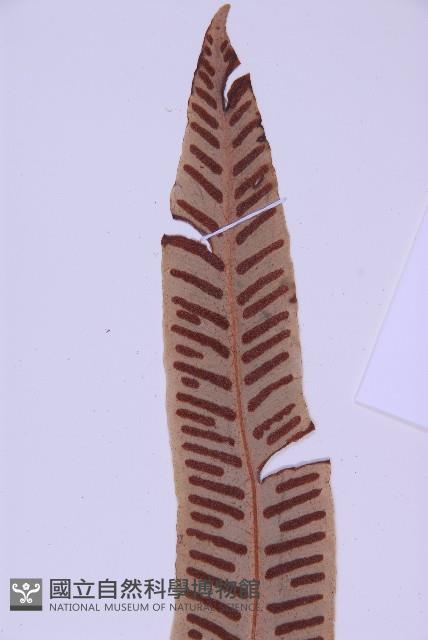 對開蕨藏品圖，第3張