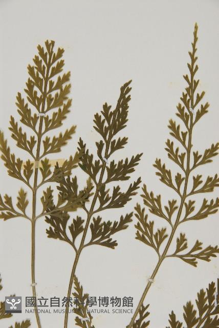 骨碎補鐵角蕨藏品圖，第3張
