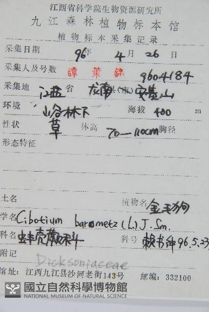 金狗毛蕨藏品圖，第2張