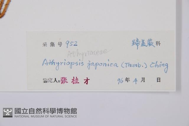 假蹄蓋蕨藏品圖，第3張