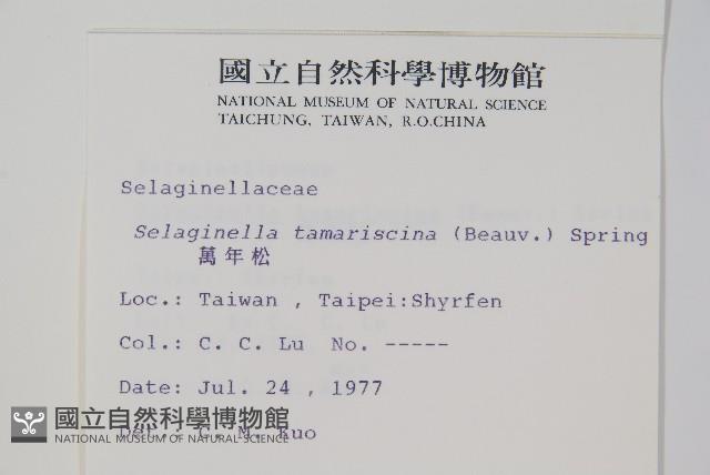 萬年松藏品圖，第2張