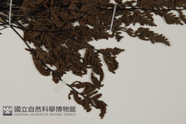 旱蕨藏品圖，第3張