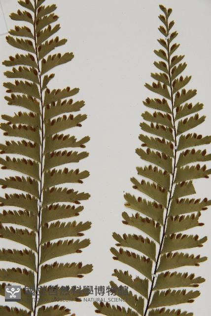薄葉孔雀鐵角蕨、邊孢鐵角蕨藏品圖，第3張