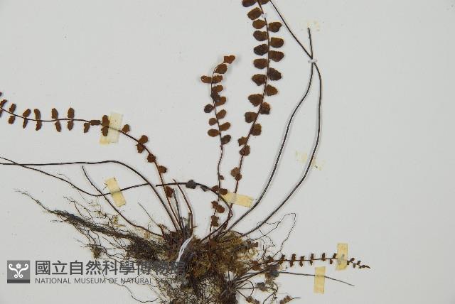鐵角蕨藏品圖，第3張