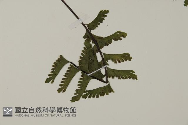 鞭葉鐵線蕨藏品圖，第3張
