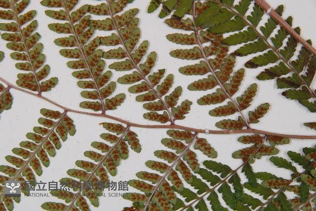 山蹄蓋蕨藏品圖，第3張