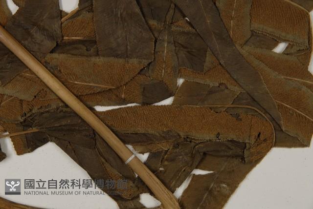 日本鳳丫蕨藏品圖，第3張