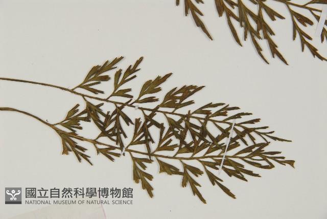 相似鐵角蕨藏品圖，第2張