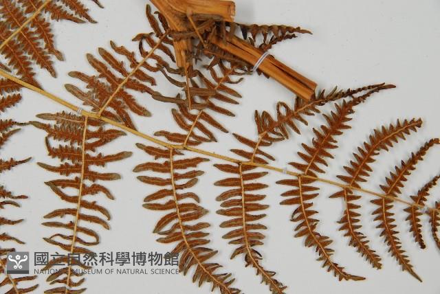 蕨藏品圖，第3張