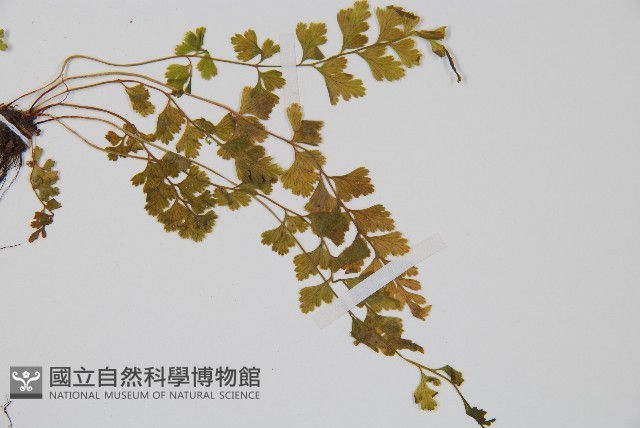 溪洞碗蕨藏品圖，第3張