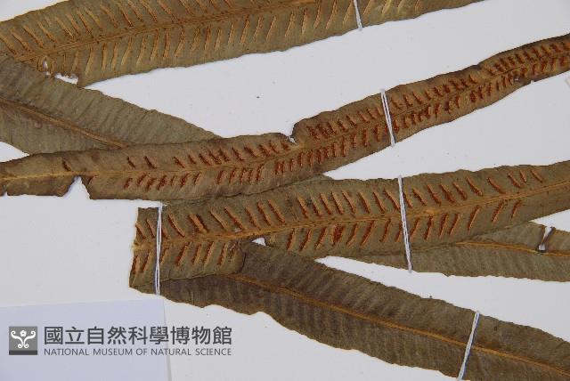 單葉雙蓋蕨藏品圖，第3張