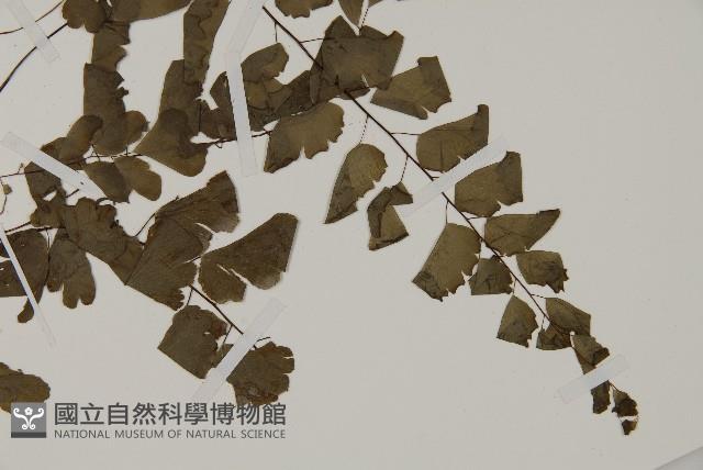 鐵線蕨藏品圖，第3張