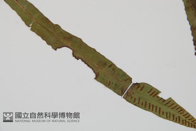 單葉雙蓋蕨藏品圖，第3張