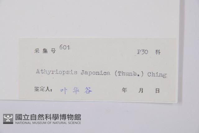 假蹄蓋蕨藏品圖，第3張