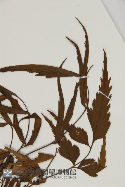 鐮葉鐵角蕨藏品圖，第3張