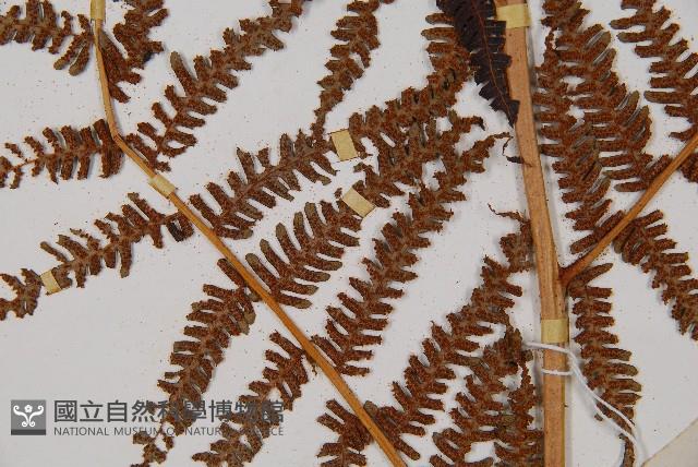 大羽桫欏藏品圖，第6張