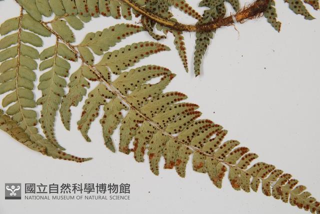 中華複葉耳蕨藏品圖，第3張