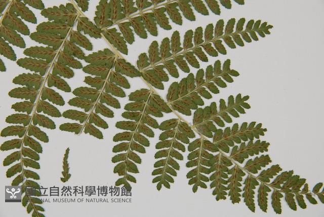 姬蹄蓋蕨藏品圖，第3張