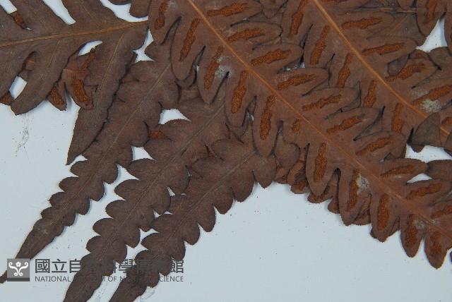 日本狗脊蕨藏品圖，第2張