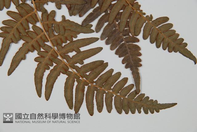 蕨藏品圖，第3張