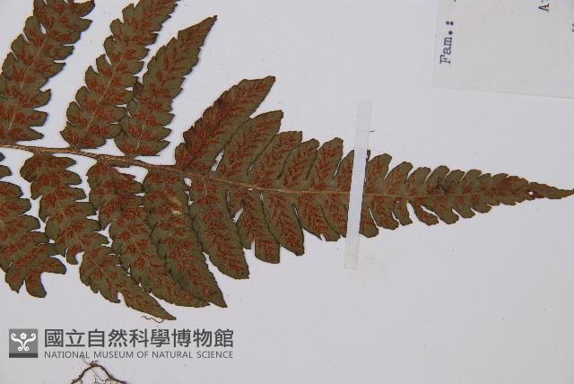 毛軸假蹄蓋蕨藏品圖，第6張