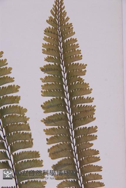 薄葉孔雀鐵角蕨、邊孢鐵角蕨藏品圖，第3張
