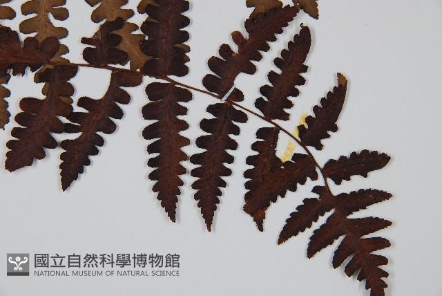 貞蕨藏品圖，第3張