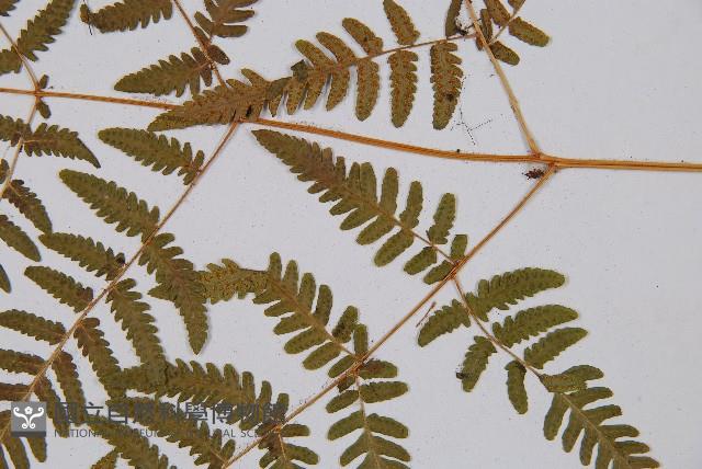 羽節蕨藏品圖，第3張
