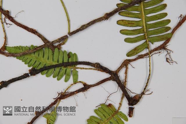 馬來陰石蕨藏品圖，第3張