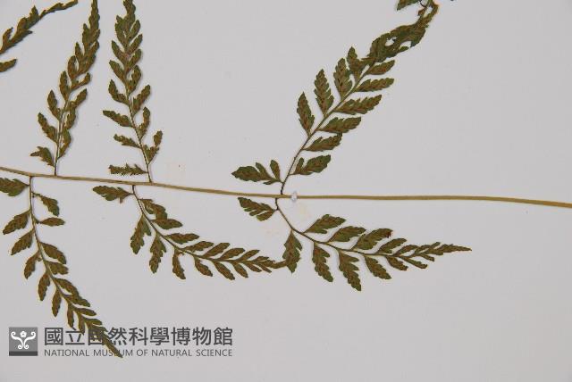 蓬萊蹄蓋蕨藏品圖，第3張