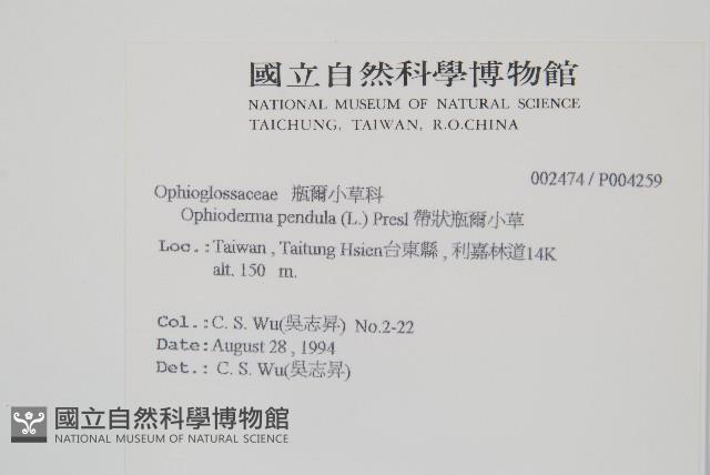 帶狀瓶爾小草藏品圖，第2張