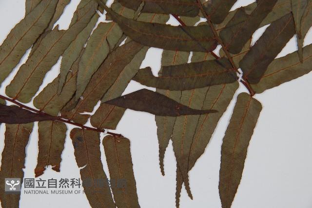 黑桫蕨藏品圖，第3張