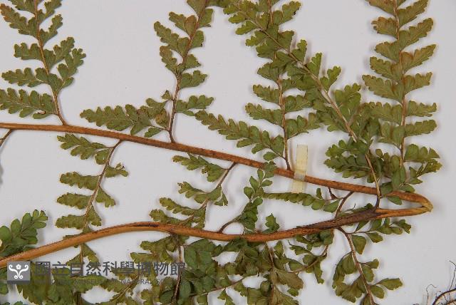 粗毛鱗蓋蕨藏品圖，第3張