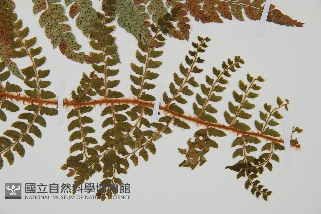 黑鱗耳蕨藏品圖，第3張