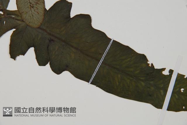 假腸蕨藏品圖，第3張