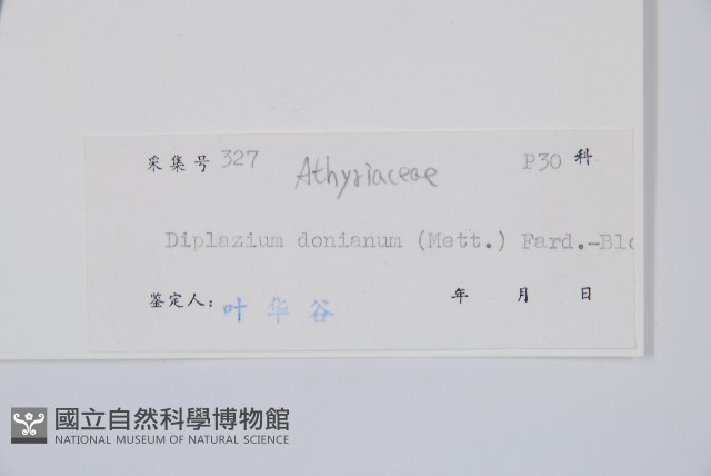 細柄雙蓋蕨藏品圖，第3張