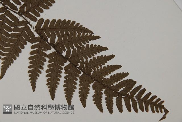 愛德氏肋毛蕨藏品圖，第3張