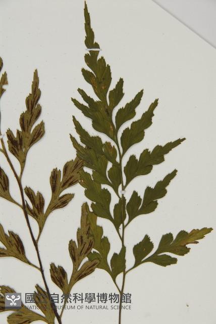 大黑柄鐵角蕨、黃鱗鐵角蕨、大羽鐵角蕨藏品圖，第3張