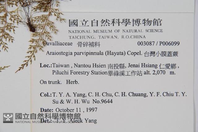 台灣小膜蓋蕨藏品圖，第2張