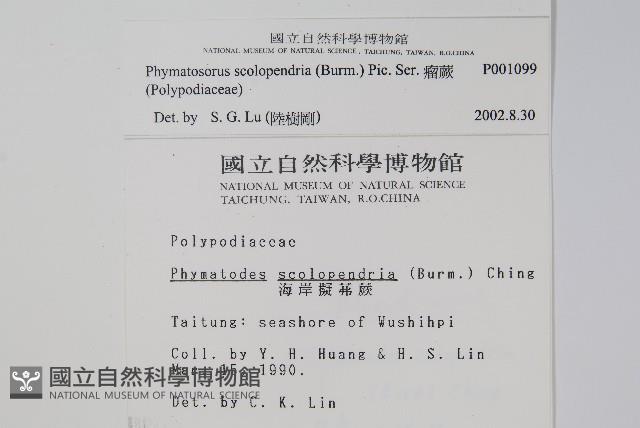 海岸擬茀蕨、海岸星蕨藏品圖，第2張