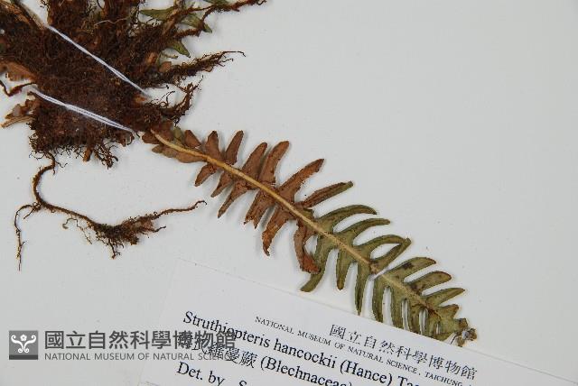 韓氏羅曼蕨藏品圖，第3張