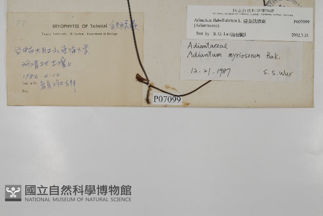 扇葉鐵線蕨藏品圖，第2張