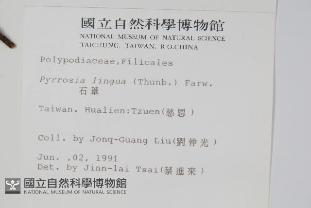 石葦藏品圖，第2張