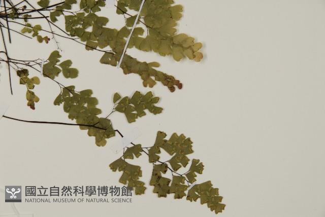 深山鐵線蕨、月芽鐵線蕨藏品圖，第3張