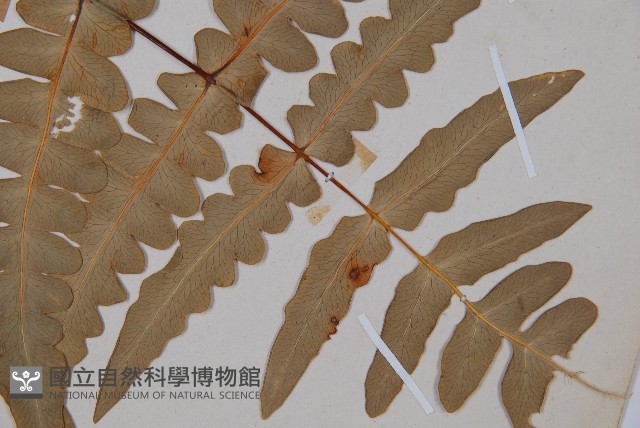 栗蕨藏品圖，第3張